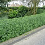 HEDGE TRIMMING