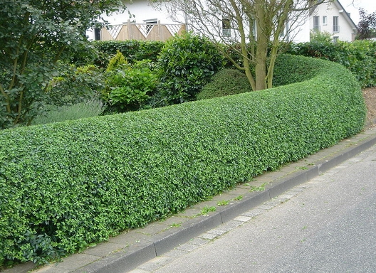 Hedge After