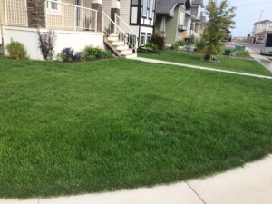 Spring Package after