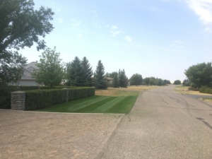 The Best Lawn in the neighborhood 1