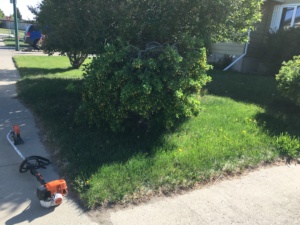 Lawn Edging before #1