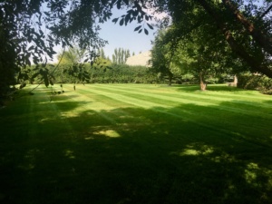 Premium Lawn Mowing and Edging
