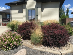 Shrubs Trimming After